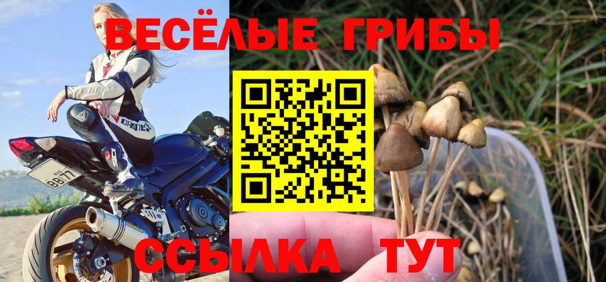 Ливны  Галлюциногенные грибы Psilocybine cubensis  Вход с VPN 